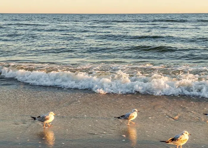 Apartment Pet Friendly In *